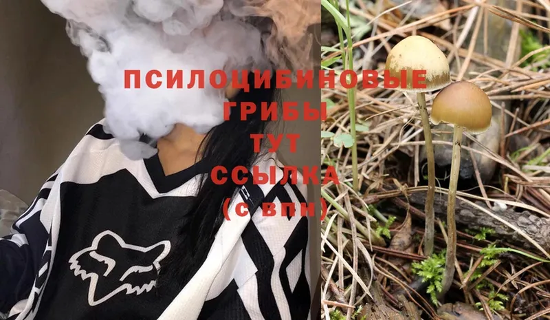 МЕГА ссылки  Злынка  Псилоцибиновые грибы Psilocybe 